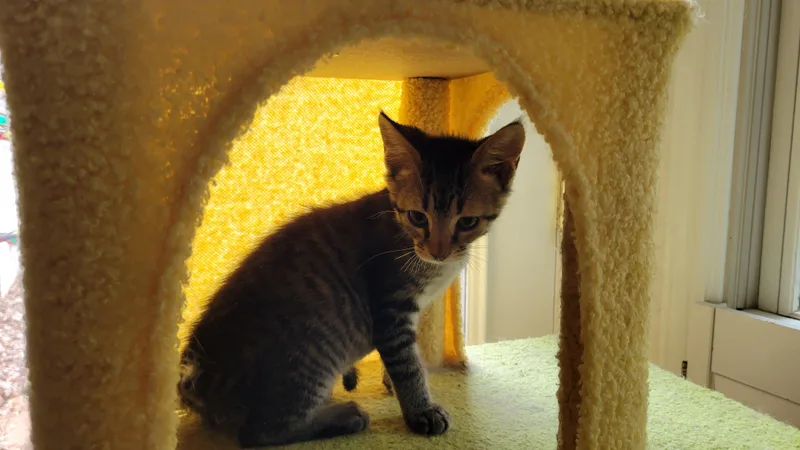 A baby medium-sized male Tabby (Gray / Blue / Silver) Domestic Short Hair cat named Gibson for adoption in Knoxville, TN