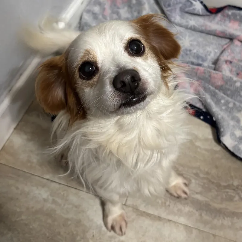 An adult small-sized male White / Cream Cavalier King Charles Spaniel dog named Rocky for adoption in Point Richmond, CA
