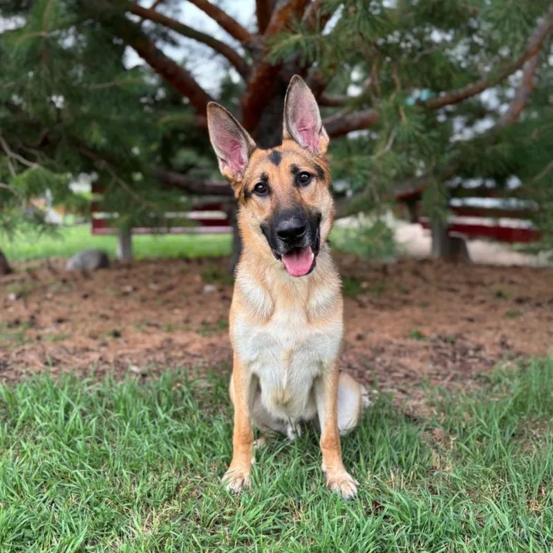 An adult large-sized male Black German Shepherd Dog dog named Adler for adoption in Fargo, ND