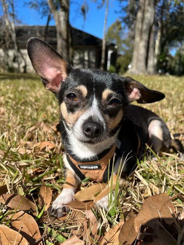 Lil Lady thumbnail 2