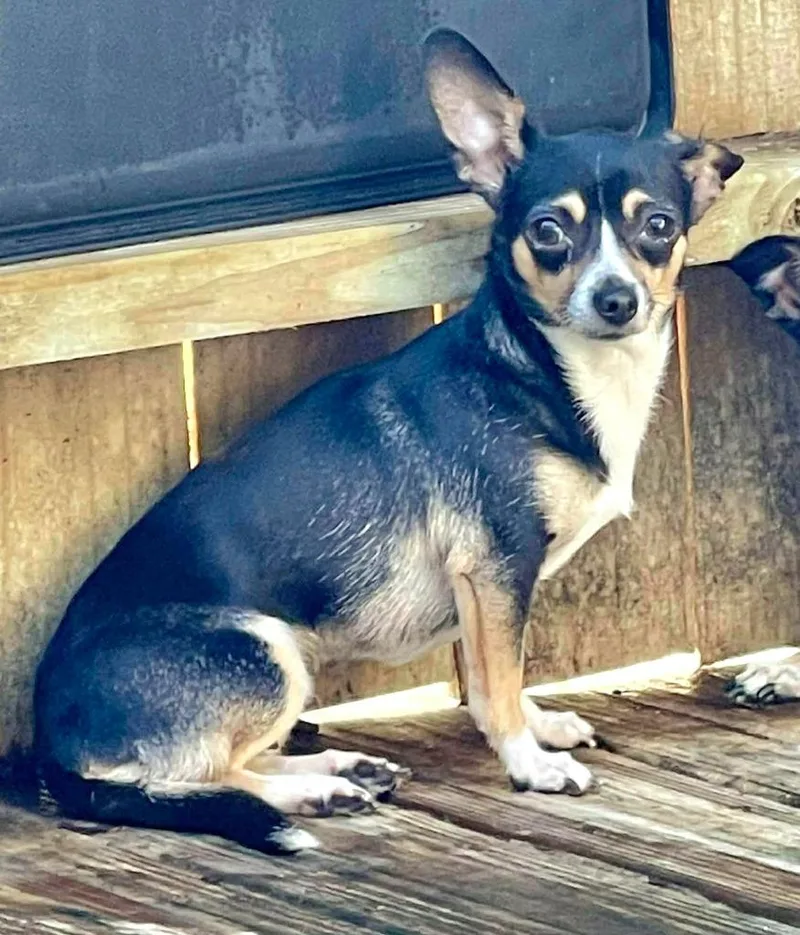 Lil Lady thumbnail 3