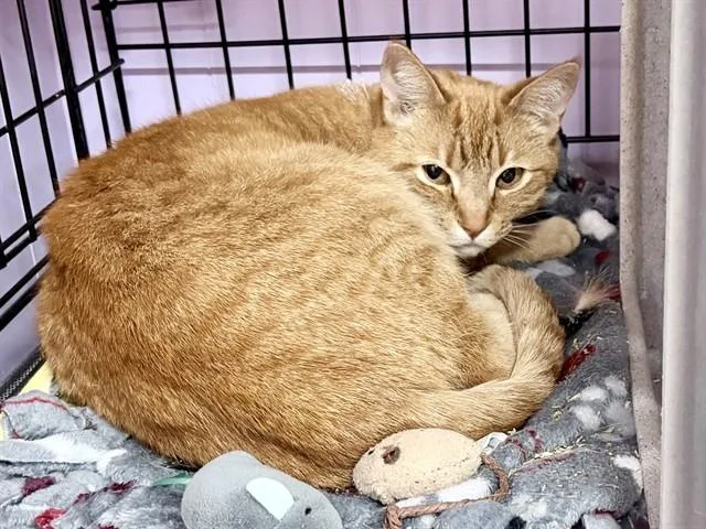 A young medium-sized female Domestic Short Hair cat named Quill for adoption in Ames, IA