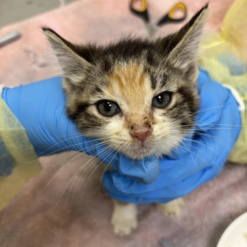A baby small-sized female Calico Domestic Short Hair cat named Siesta for adoption in Evanston, IL