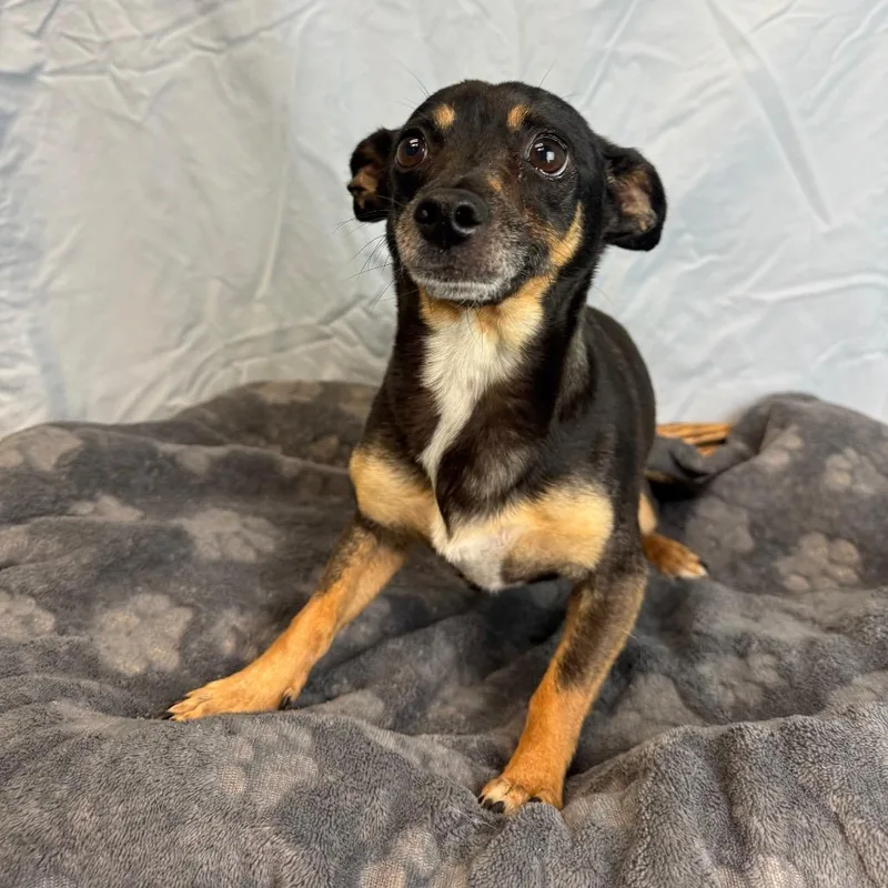 An adult small-sized female Black Chihuahua dog named Zoe for adoption in Fresno, CA