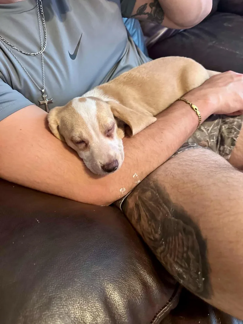 A baby medium-sized female Beagle dog named Bo Peep for adoption in Lewisville, IN