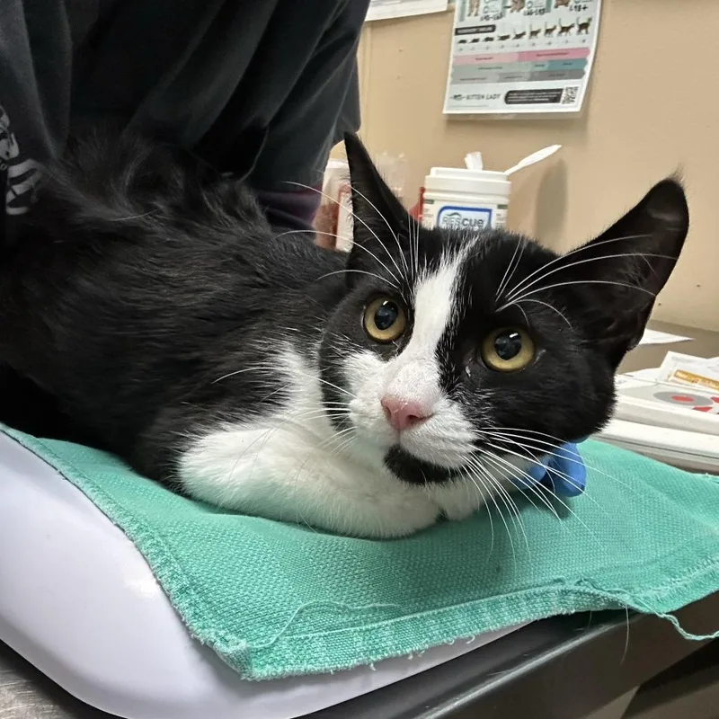 An adult medium-sized female Black Domestic Short Hair cat named Sagwa for adoption in Tacoma, WA