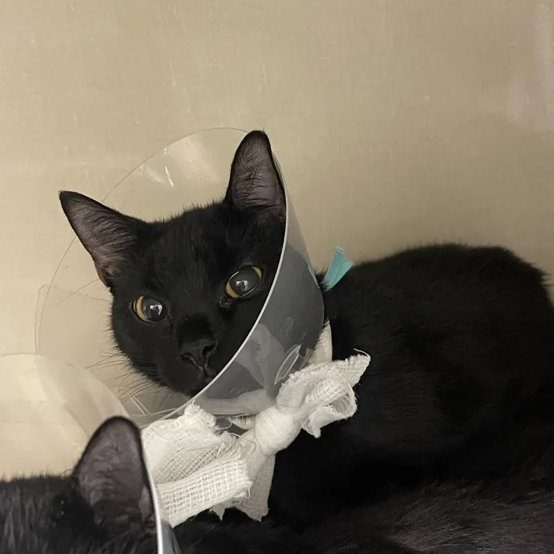 A young medium-sized female Black Domestic Short Hair cat named Hem for adoption in Mentor, OH
