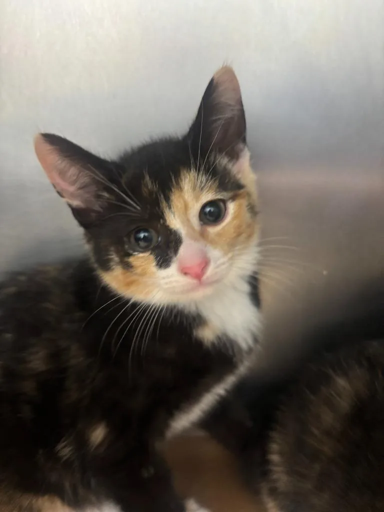 A baby large-sized female Domestic Short Hair cat named Piper for adoption in Cartersville , GA
