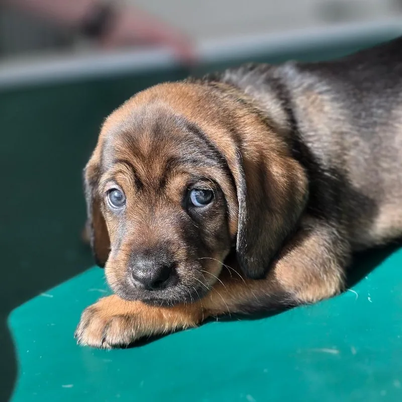 A baby small-sized female Brown / Chocolate Chocolate Labrador Retriever dog named Sam for adoption in Chapel Hill, NC