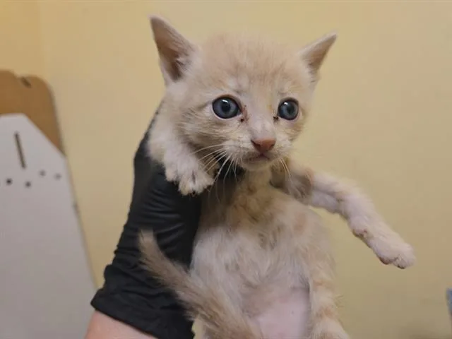 A baby small-sized male Domestic Short Hair cat named Baggins for adoption in Tustin, CA
