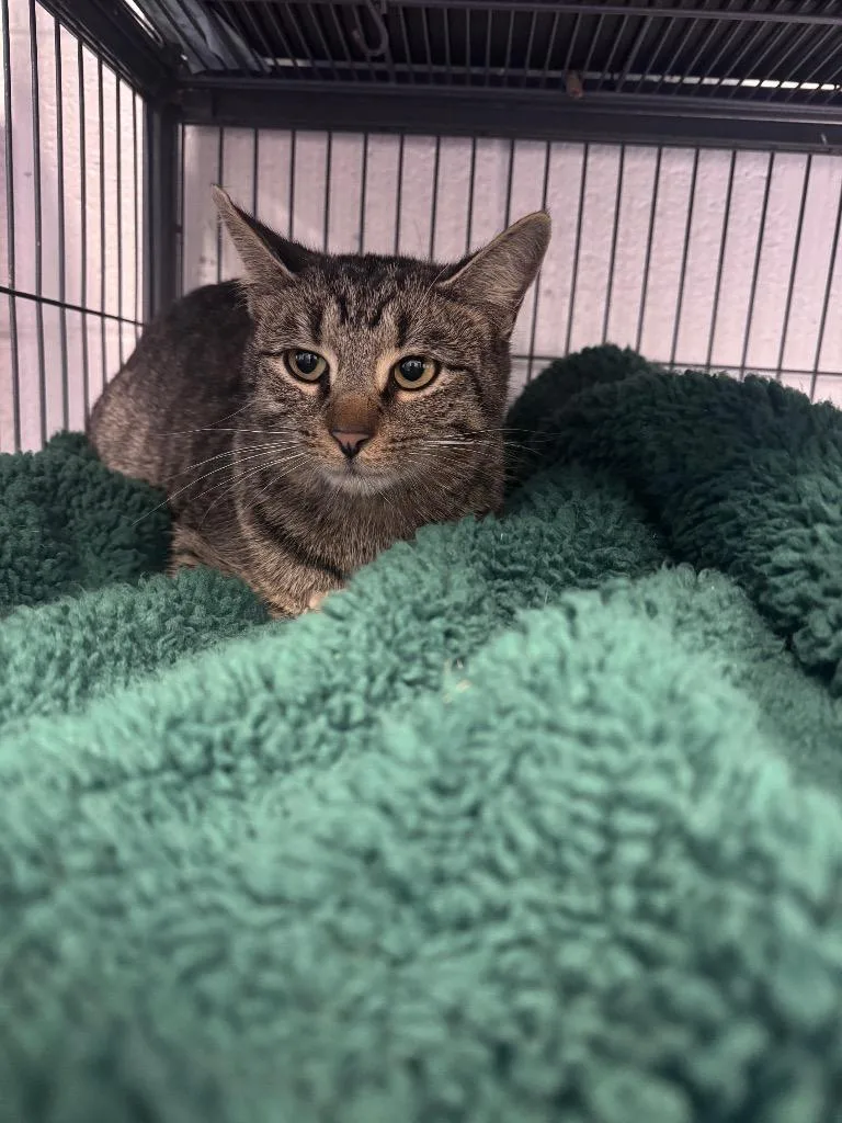 A young medium-sized female Domestic Short Hair cat named Skye for adoption in Johnson City, TN