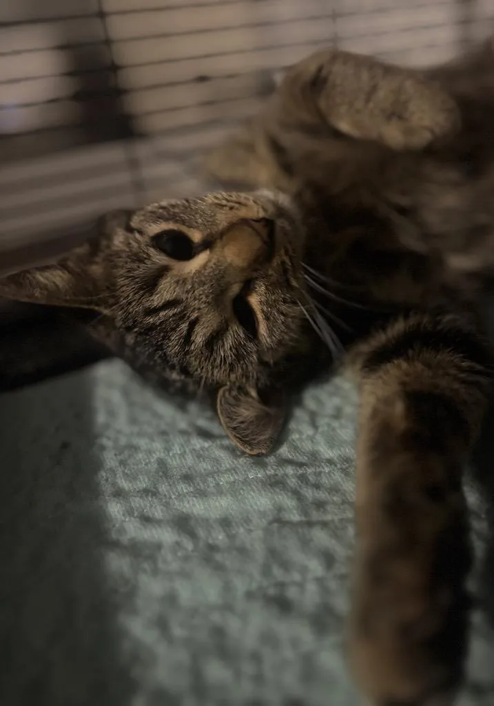 Skye thumbnail 3