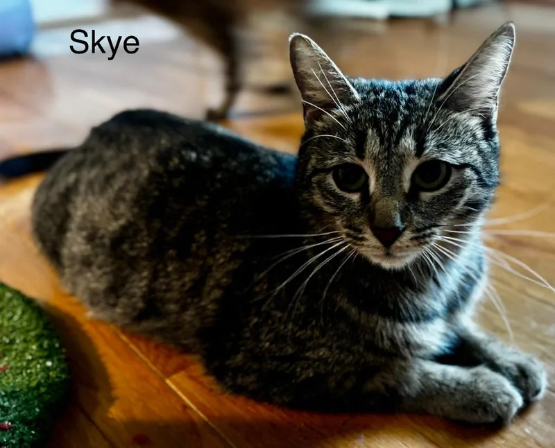 Skye thumbnail 5