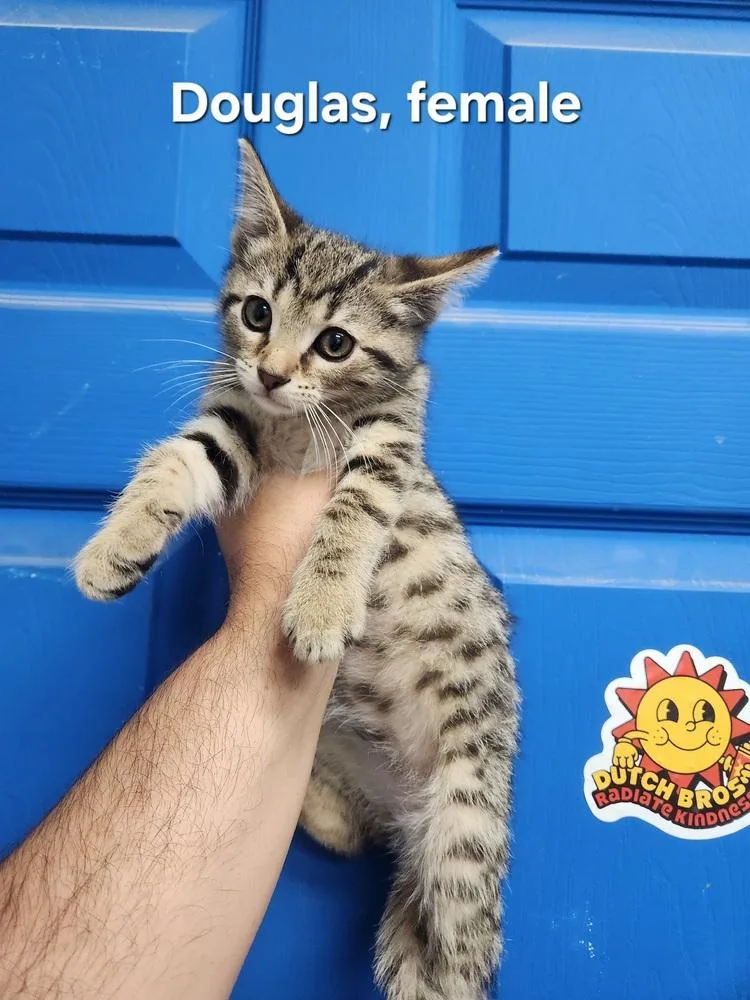 A baby medium-sized female Domestic Short Hair cat named Douglas for adoption in Evansville, IN