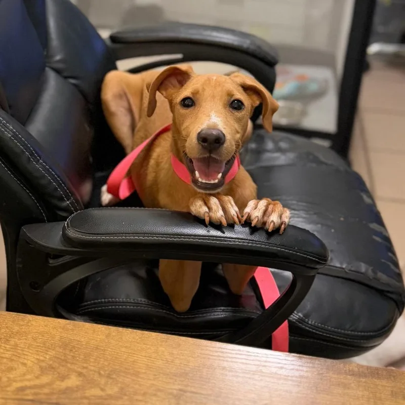 A young small-sized female Labrador Retriever dog named Cinnamon for adoption in Starkville, MS
