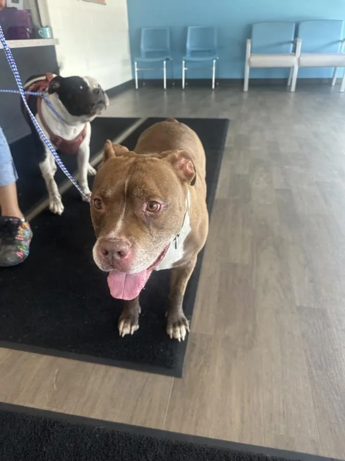 An adult large-sized male Pit Bull Terrier dog named Whopper for adoption in Toledo, OH