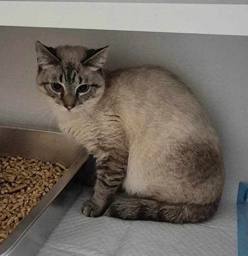 A young medium-sized male Domestic Short Hair cat named Luca for adoption in East Ridge, TN