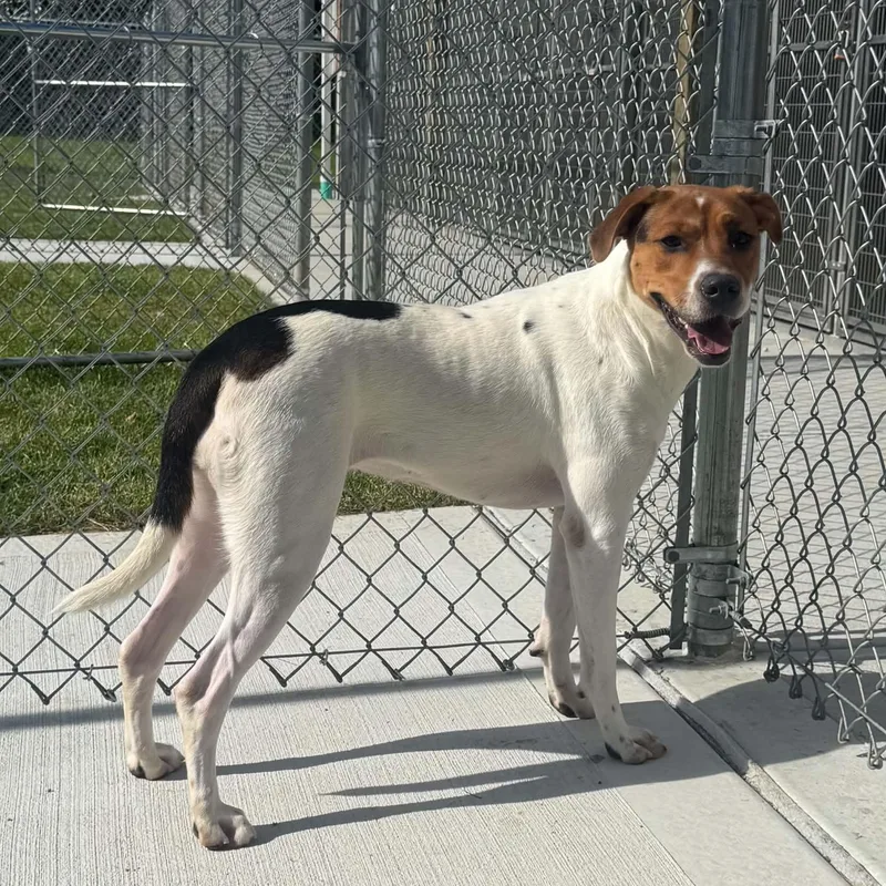 A young medium-sized female Hound dog named Roxie for adoption in Danbury, CT