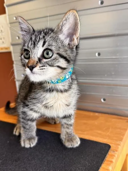 Fiona