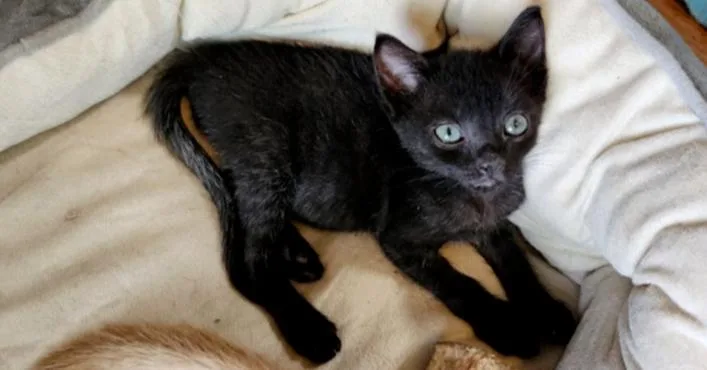 A baby small-sized male Black Domestic Short Hair cat named Mortimer for adoption in Bellevue, NE