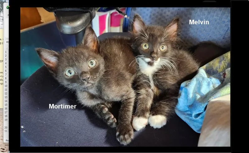 Mortimer thumbnail 2