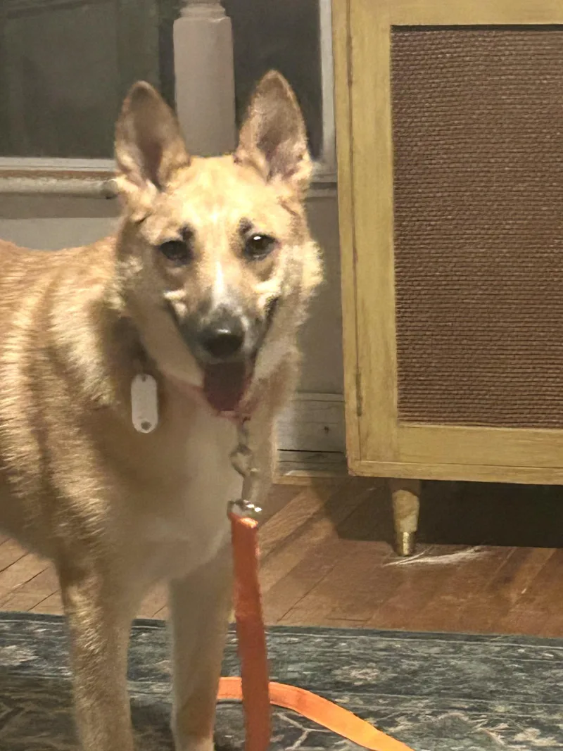 A young medium-sized female Bicolor Carolina Dog dog named Foxy for adoption in CHURCHVILLE, NY