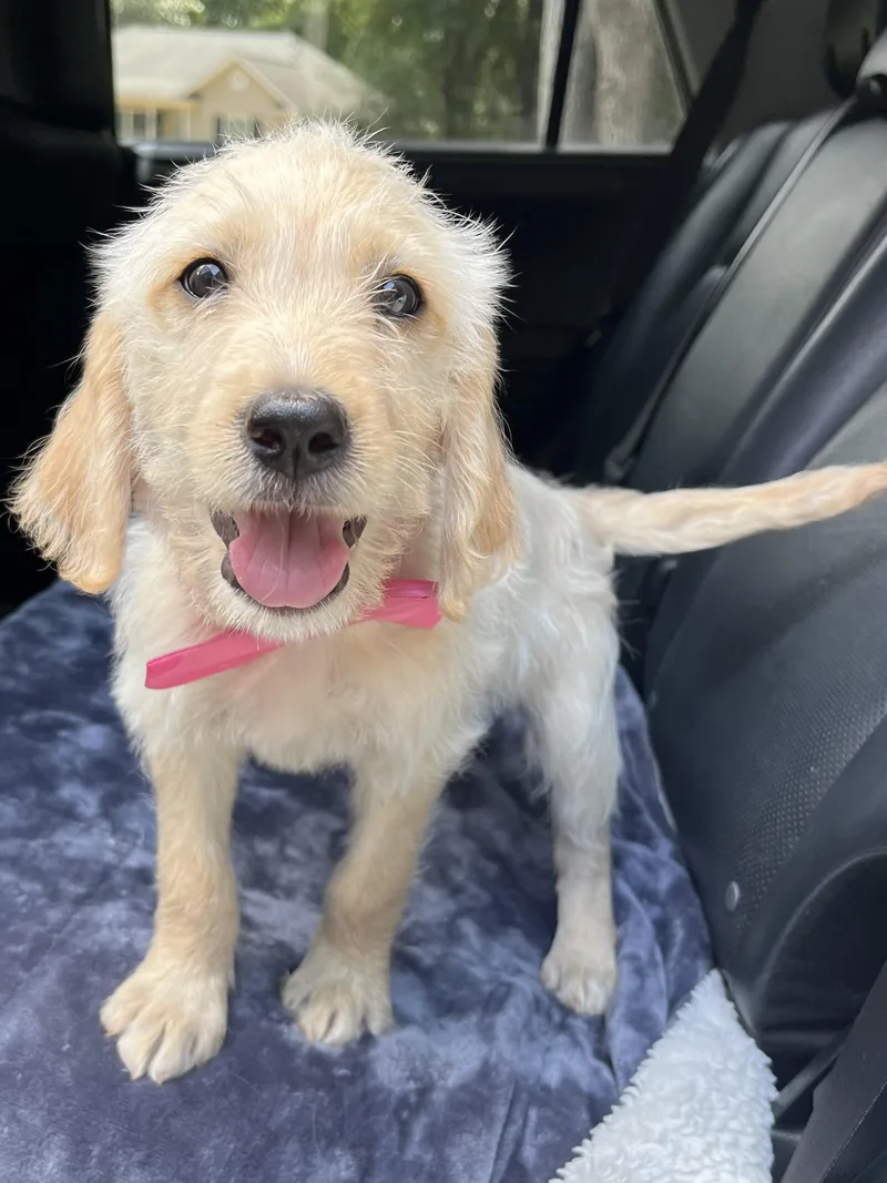 A baby medium-sized female Goldendoodle dog named Sugar for adoption in Gilbert, SC