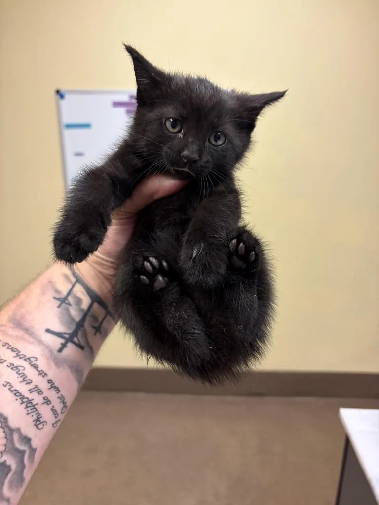 A baby medium-sized male Domestic Short Hair cat named Oklahoma for adoption in Florence, SC
