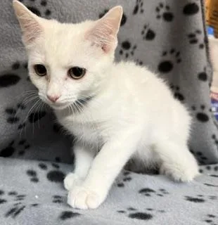 A baby large-sized female White Domestic Short Hair cat named Vanna for adoption in Lemoyne, PA