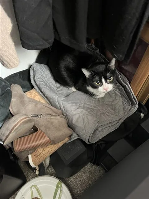 An adult medium-sized male Domestic Short Hair cat named Blue Ribbon for adoption in Derwood, MD