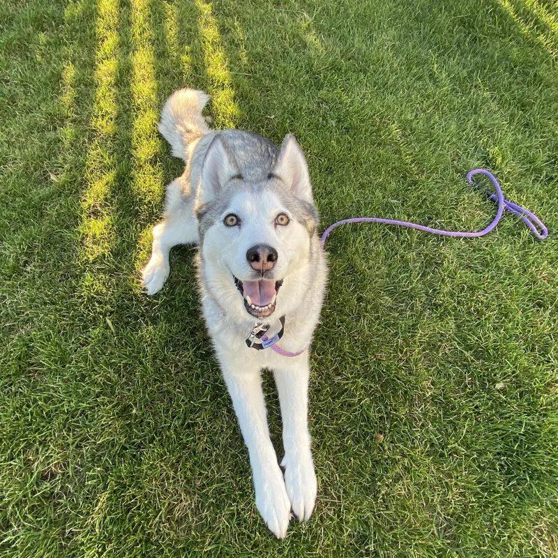 An adult medium-sized female Gray / Blue / Silver Siberian Husky dog named Lulu for adoption in Pasco, WA