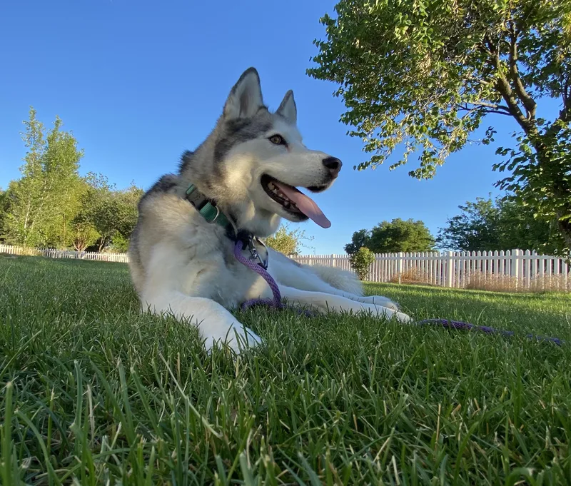 Lulu thumbnail 3