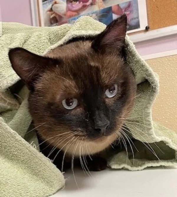 An adult medium-sized male Siamese cat named R. K. Lots for adoption in Vancouver, WA