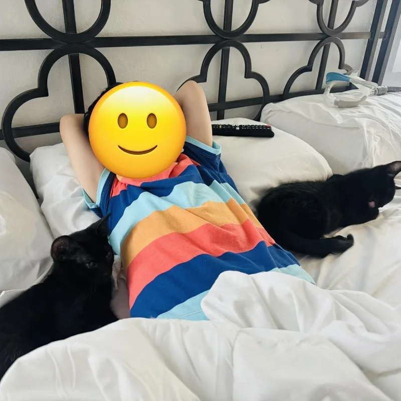 A baby small-sized male Black Domestic Short Hair cat named Night and Jason for adoption in Fort Worth, TX