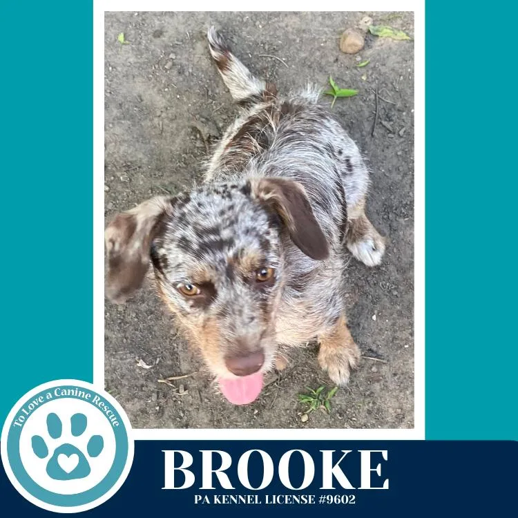 A young small-sized female Dachshund dog named Brooke for adoption in Kimberton, PA