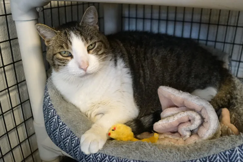 Bambleby thumbnail 2