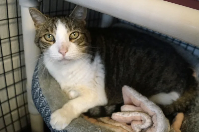 Bambleby thumbnail 4