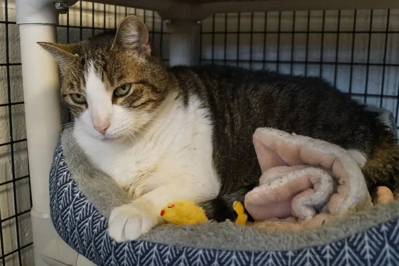 Bambleby thumbnail 5