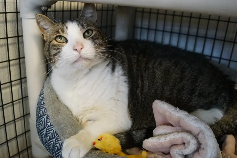 Bambleby thumbnail 6