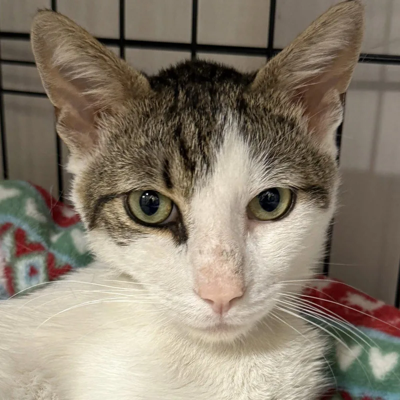 A young medium-sized male Tabby cat named Charlie for adoption in Flushing, NY
