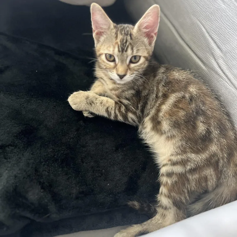 A baby small-sized male Brown / Chocolate Domestic Short Hair cat named Nala for adoption in Lauderhill, FL