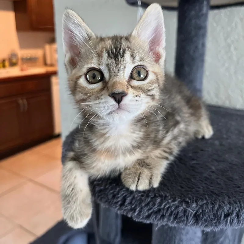 Nala thumbnail 2