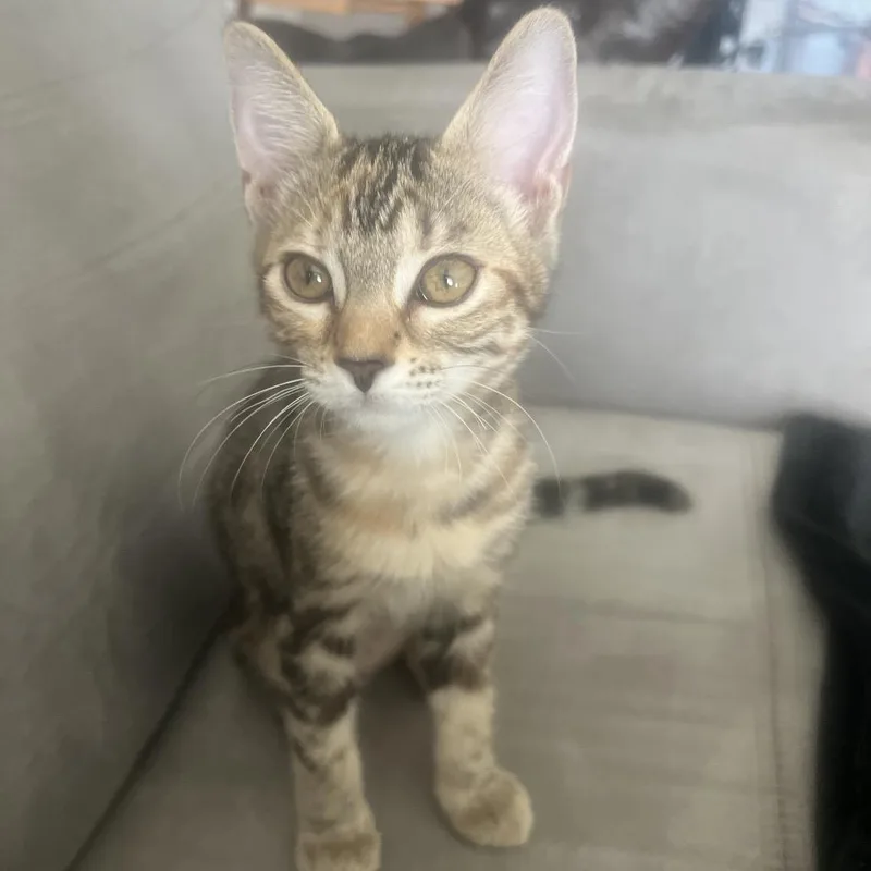 Nala thumbnail 3