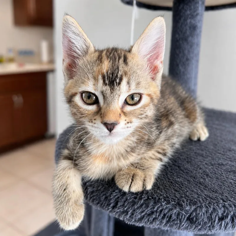 Nala thumbnail 6