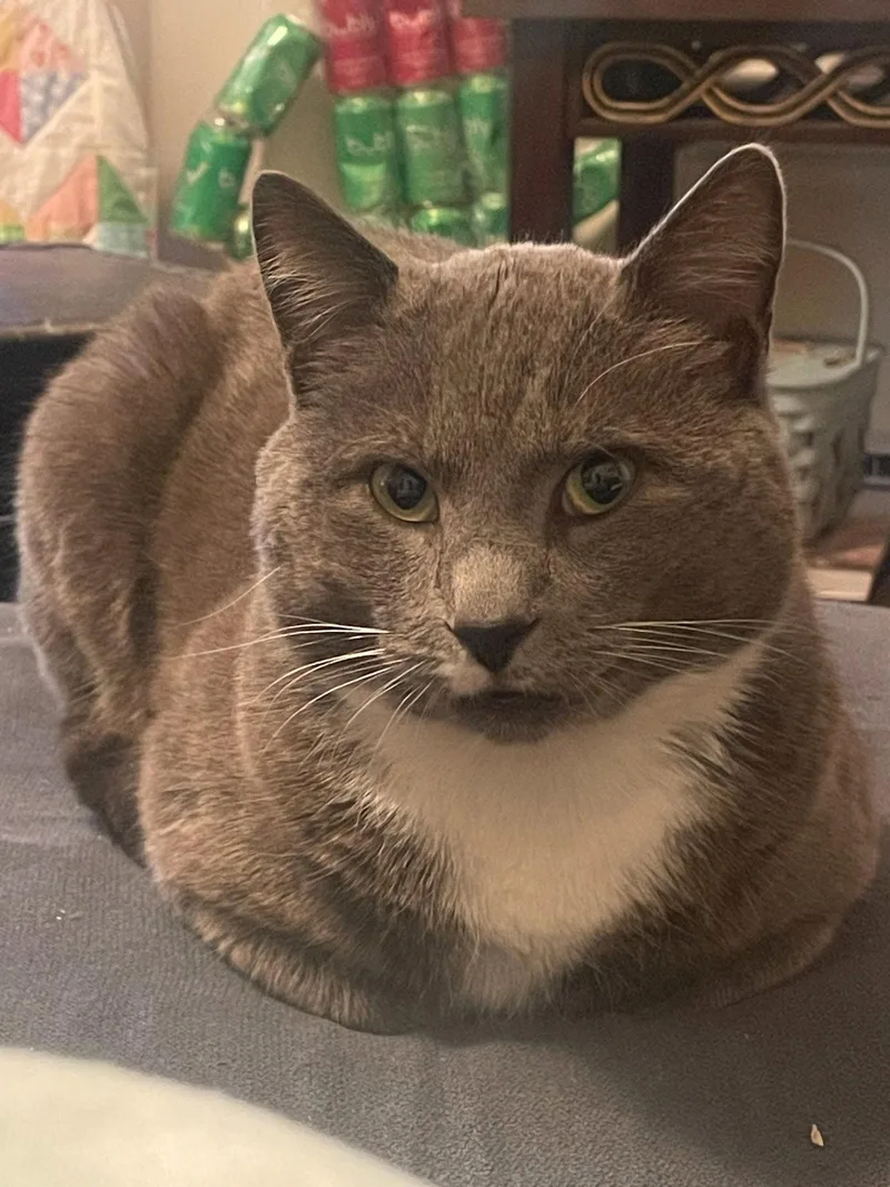 An adult medium-sized male Gray & White Domestic Short Hair cat named Minnow for adoption in Somerville, MA