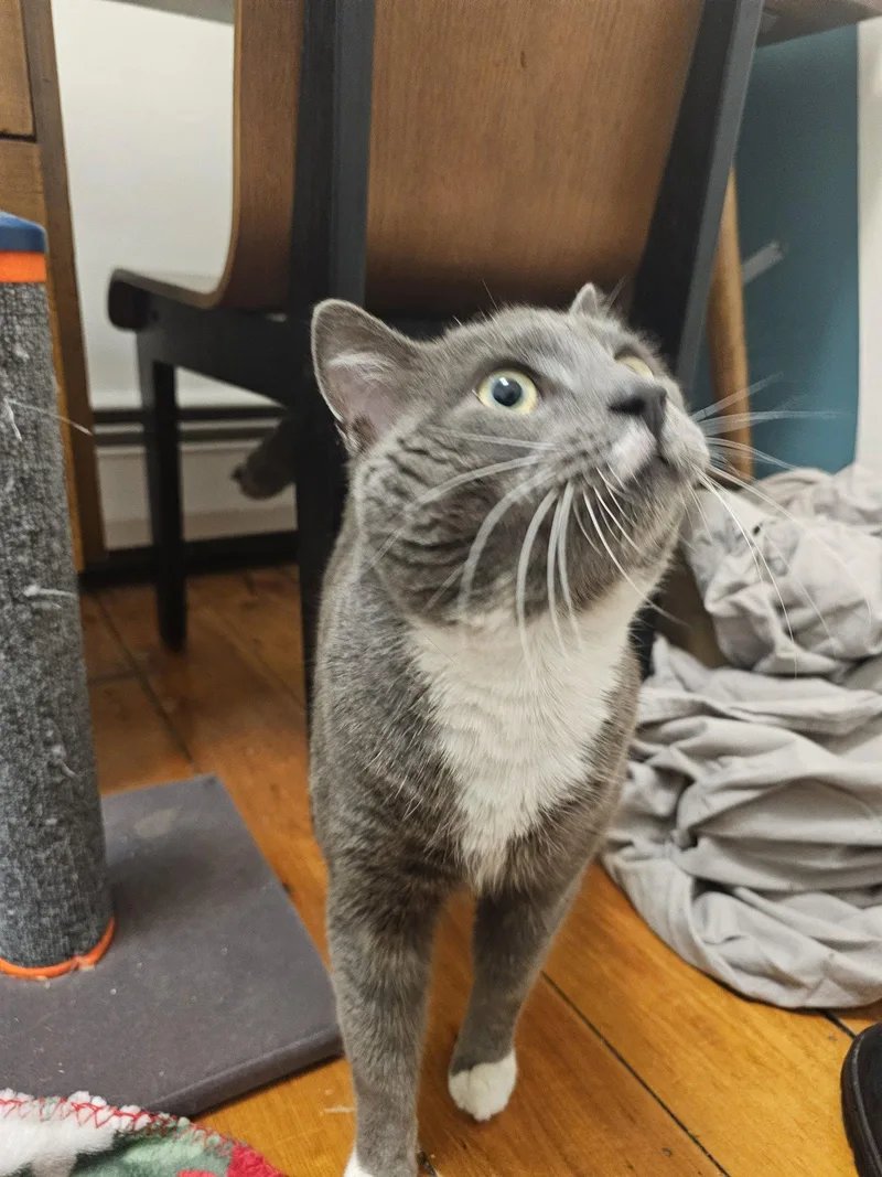 Minnow thumbnail 3