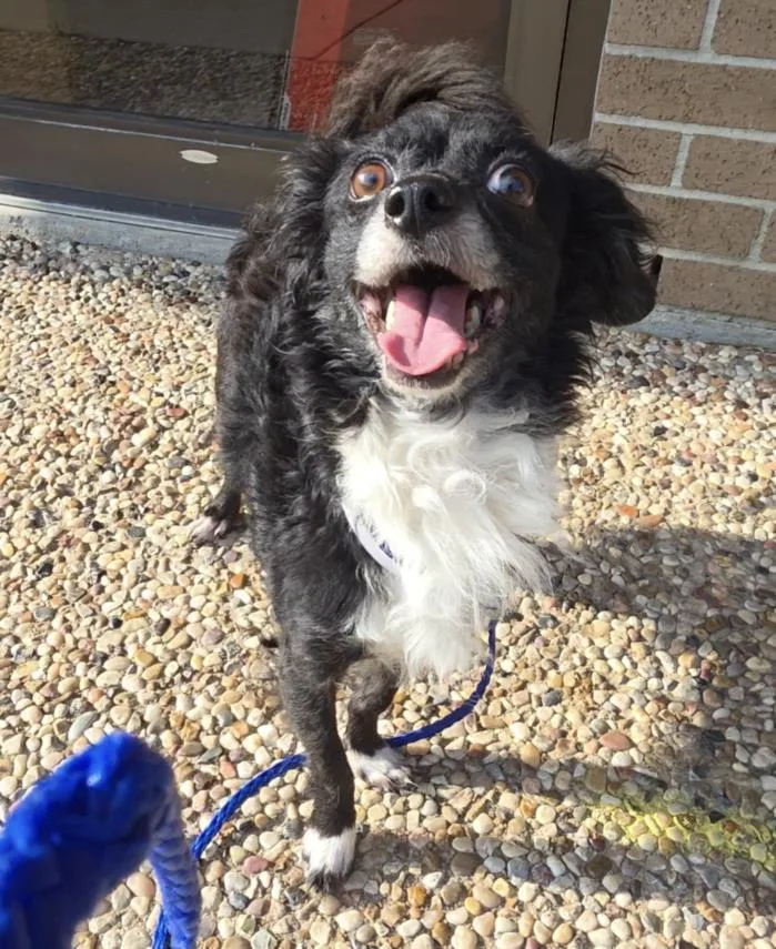 An adult small-sized male Poodle dog named Oreo for adoption in Houston, TX