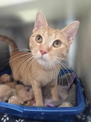 A young medium-sized female Domestic Short Hair cat named Fanta for adoption in Westland, MI