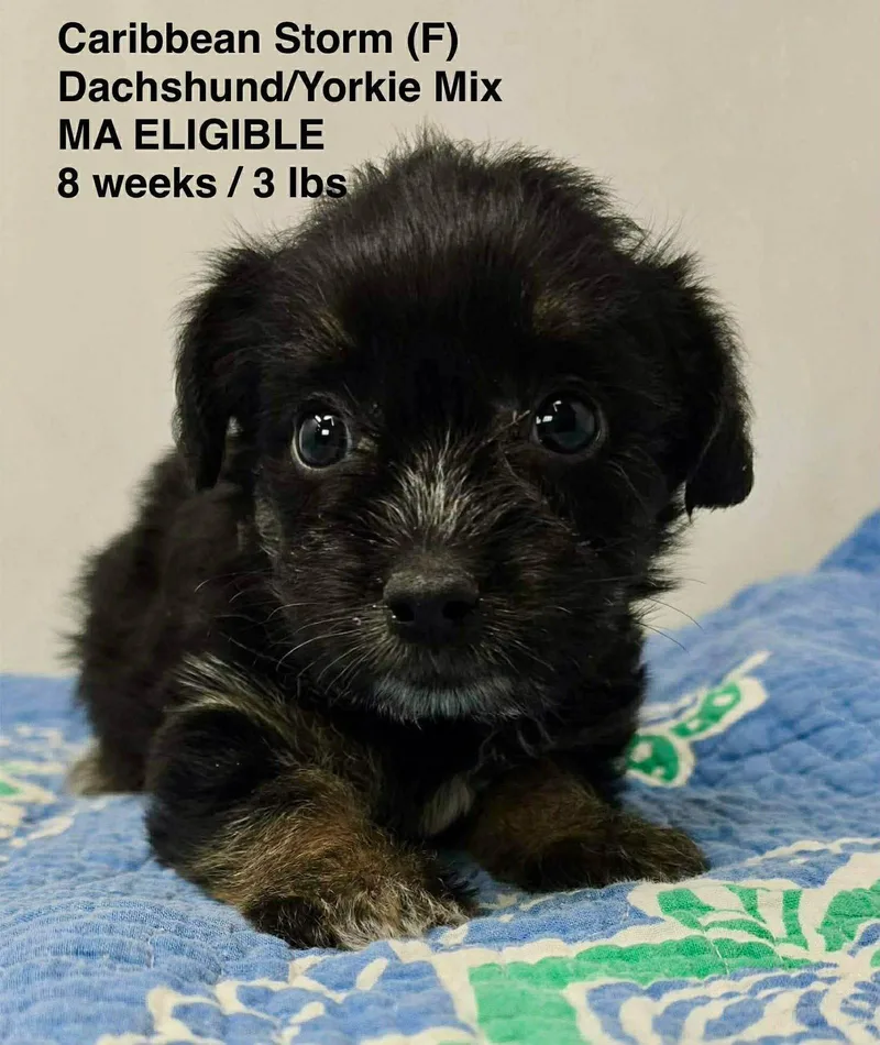 A young small-sized female Dachshund dog named Carribean Storm for adoption in Pomfret Center, CT