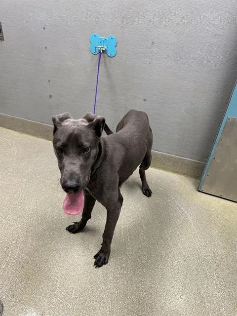 A young large-sized male Great Dane dog named Broddie for adoption in Las Vegas, NV